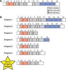 14.0157 regulation of gene expression hydroxylation. Novel Sarcopenia Related Alterations In Sarcomeric Protein Post Translational Modifications Ptms In Skeletal Muscles Identified By Top Down Proteomics Molecular Cellular Proteomics