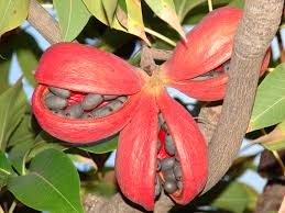 Image result for Sterculia subviolacea