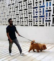 Simba kl rahul dog ringtone mp3 mp4. Kl Rahul Walks With His Dog Simba For More Cricket Fun Click Http Ift Tt 2gy9biz Http Ift Tt 1zz3e4d Cricket Rahul Simba
