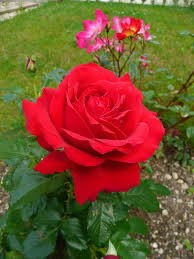 L Ami Des Jardins Floribunda Rose Beautiful Roses Beautiful Flowers Beautiful Red Roses