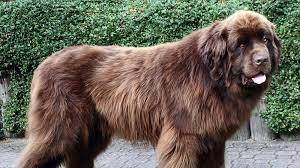Newfoundland Dog Breed Information Pictures Cyberpet