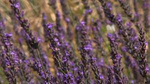 We practice sustainable farming techniques as we strive to deliver high quality, all natural. Pleasant Valley Lavender Offers The Plants In New Jersey Youtube