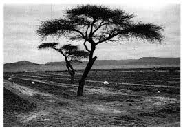 Image result for Acacia adenocalyx
