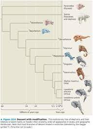 Descent with modification is the evolutionary mechanism that produces change in the genetic code of living organisms. Ch 22 Descent With Modification A Darwinian View Of Life Flashcards Quizlet