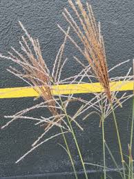 Image result for Chloris gayana