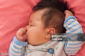 Image result for Marquesia