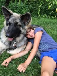 Find german shepherds for sale on oodle classifieds. Highland Hills Shilohs