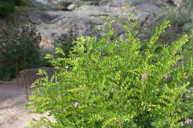 Image result for Indigofera kirkii
