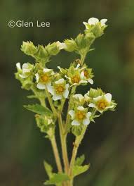 Image result for Drypetes arguta