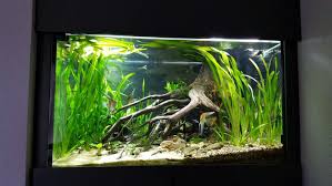 Aquascaping For Beginners Google Search Aquascape Aquarium Landscape Planted Aquarium