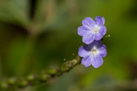 Image result for Stachytarpheta cayennensis