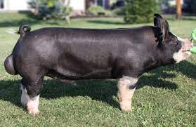 Napoleon - Berkshire Boar Characteristics Berkshires Are Early-maturing Pigs Well Covered With Short Black Hair Often With White Hair On Berkshire Pigs Flying Pig Little Pigs