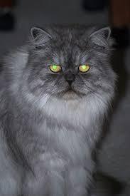 Blue Smoke Persian Cat Cats Persian Cat Cat Breeds