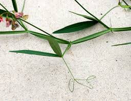 Image result for Oxyanthus latifolius