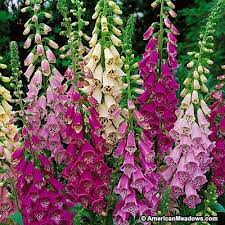 Foxy Hybrids Foxglove Mix Flower Garden Foxglove Flower Seeds