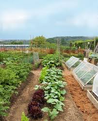 20 Simple Gardening Tips For Creating A Beautiful And Productive Garden In 2020 Vegetable Garden Design Garden Design Gardening Tips
