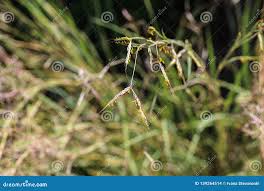 Image result for Hyparrhenia tamba