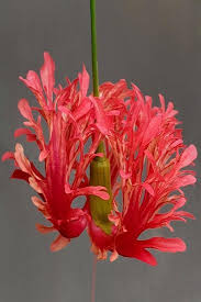 Image result for Hibiscus schizopetalus