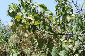 Image result for Alchornea cordifolia