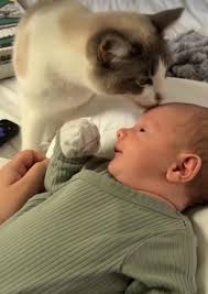 Oi pissual,me levem pra casa,eu e meu irmão estamos em uma escola,aqui já  tem muitos gatinhos,a tia que trás comida pra nós,já como ração,em  Samambaia sul