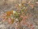 Image result for Combretum psidioides