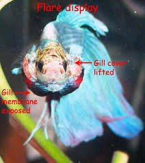 Strange Behavior Betta Fish Betta Fish Care