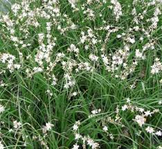 Image result for Chlorophytum colubrinum