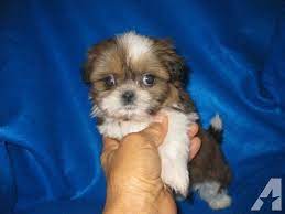 Tampa bay area (tpa) tuscaloosa (tsc) valdosta, ga (vld). Beautiful Super Tiny Toy Shih Tzu Puppy Male 9 Weeks Old Shih Tzu Puppy Toy Shih Tzu Shih Tzu
