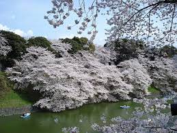 Pin By Ralph Tate On Sakura Hanami Japanese Garden Plants Cherry Blossom Festival