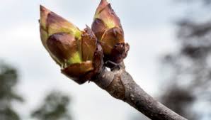 We did not find results for: Arreter De Fumer Naturellement Grace Aux Plantes Plantes Et Sante