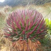 Image result for Lobelia stuhlmannii