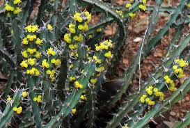 Image result for Euphorbia schinzii