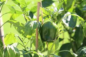 Wann und wie man allium am besten pflanzt. Mischkultur Bei Paprika Was Kann Man Zusammen Pflanzen Selbstversorger De