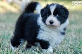All Black Border Collie Puppy For Sale Be My Girl Border Collie Puppy For Sale Near Budapest Hungary 68dc07d5 B831 Collie Puppies Border Collies For Sale Collie Puppies For Sale