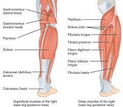 Both muscles are active every time the ankle joint flexes. How To Make Your Calves Grow Evidence Based Training