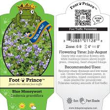 Image result for Hugonia grandiflora