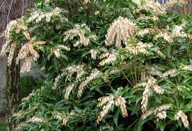 Image result for Pieris japonský obrázek