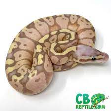 Ball Pythons For Sale Online Baby Ball Python Morphs For Sale Near Me Ball Python Pythons For Sale Ball Python Morphs