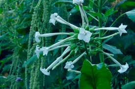 Image result for Nicotiana