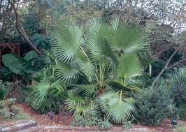 We did not find results for: 9 Hardiest Palms To Plant In New Orleans Area Gardens Home Garden Nola Com