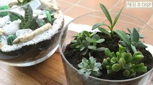 Debido a las condiciones extremas en las que han crecido si estás cuidando tu cactus con luz artificial, necesitará de unas 16 horas de luz fluorescente junto con luz incandescente en una proporción de 10. Terrarios De Suculentas Youtube