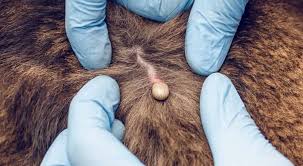 We did not find results for: Dogs Flea And Tick Removal Prudent Pet Insurance