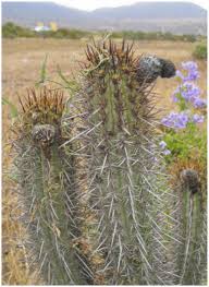 The cactus spines resemble needles and are an absolute necessity for the plant's survival, but what to do after an injury? A New Taxonomic Treatment Of The Genus Trichocereus Cactaceae In Chile