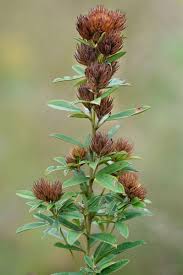 Image result for Crotalaria onobrychis