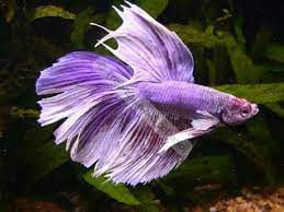 Purple Betta Fish Siamese Male Fighter Moon Purple Betta Tropical Tropicalfish Fish Tropical Fish Betta Fish