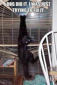 21 Animals That Desperately Need A Hand Funny Cat Pictures Animal Captions Funny Animal Memes