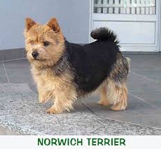 Norwich terrier, französische bulldogge, hundesalon. Norfolk Norwich Terrier