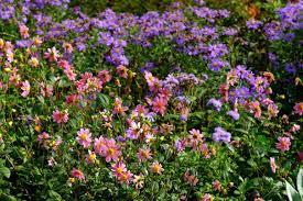У Ботанічному саду Чернівців квітнуть величезні жоржини (ФОТО ...