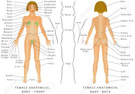 Regions Of Female Body Female Body Front And Back Female