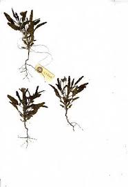 Image result for Monsonia senegalensis